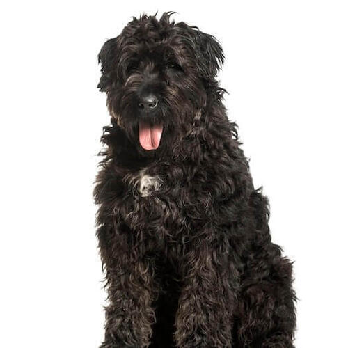 Bouvier des Flanders
